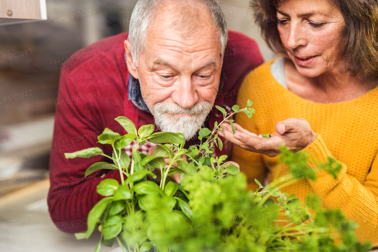 Senior couple preparing food in the kitchen. An old man and woman inside the house, smelling herbs.