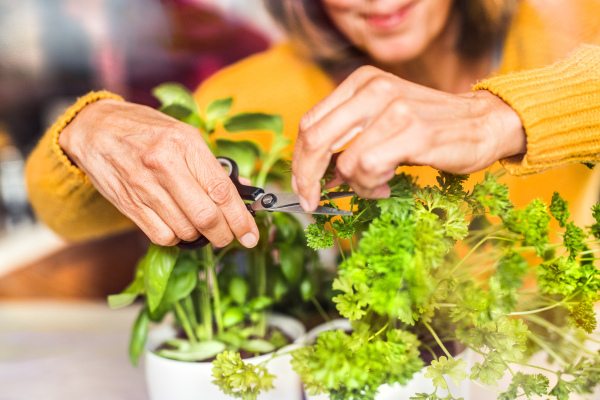 Senior woman preparing food in the kitchen. An unrecognizable old woman inside the house, cutting herbs. Close up.