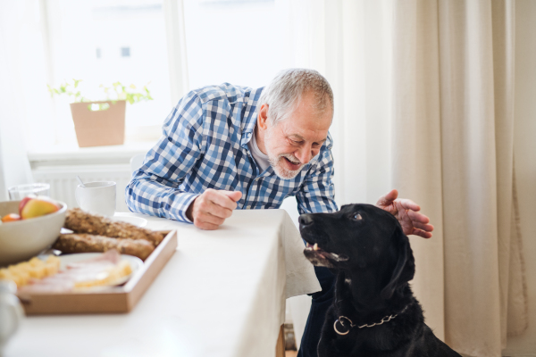 A happy senior man with a pet dog sitting at the table at home, having breakfast.