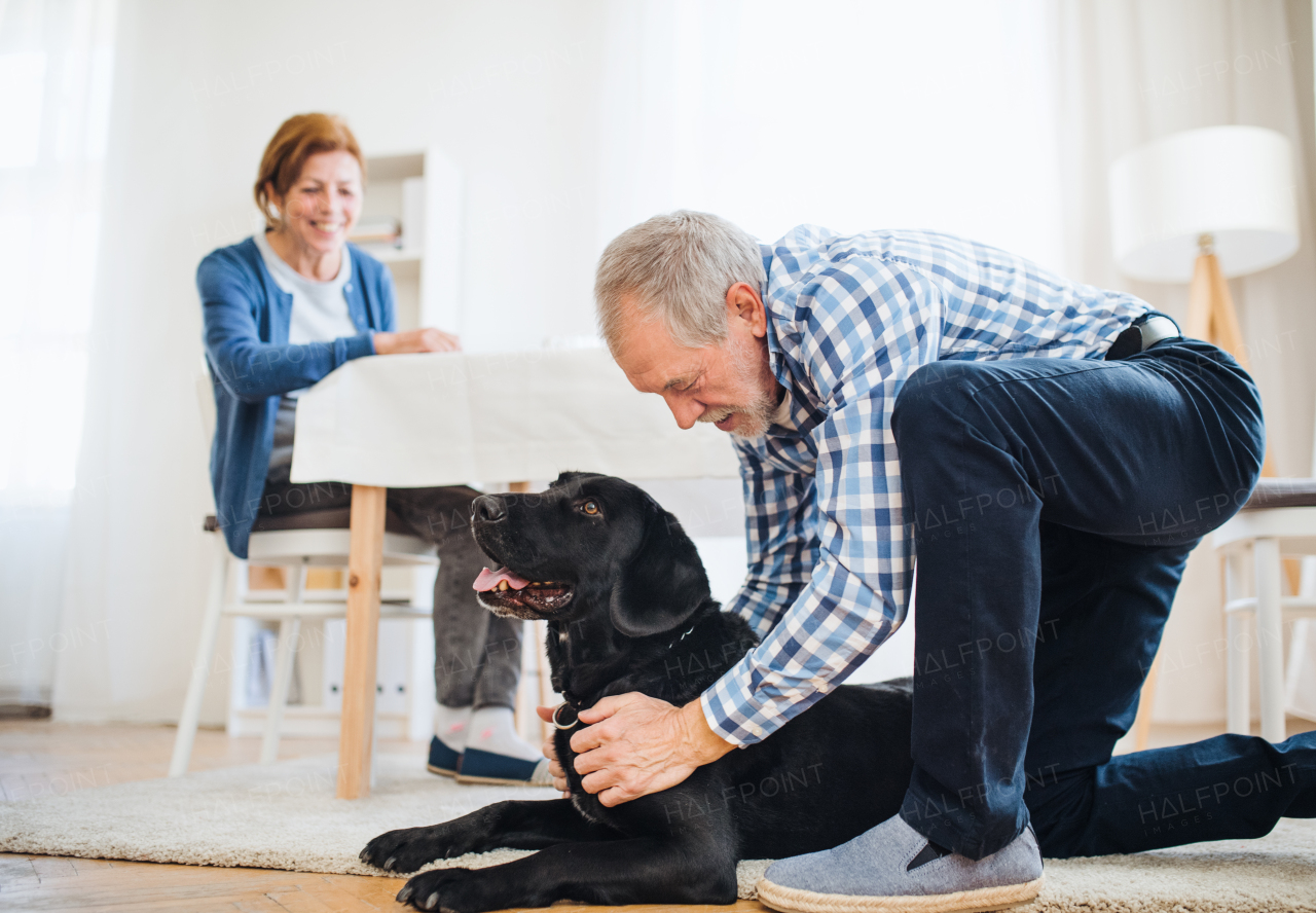 A happy senior couple indoors playing with a pet dog at home.