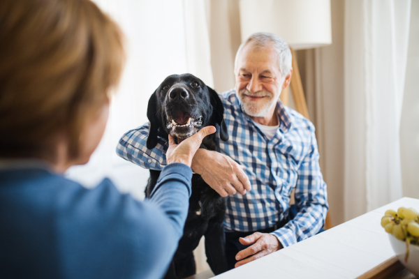 A happy senior couple sitting at the table at home, playing with a pet dog.