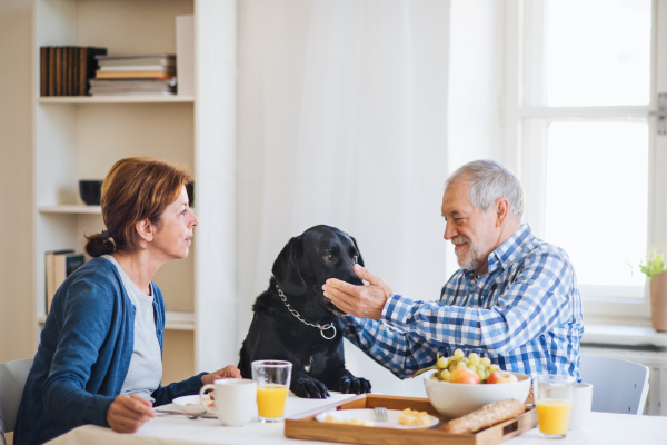 A happy senior couple with a pet dog sitting at the table at home, having breakfast.