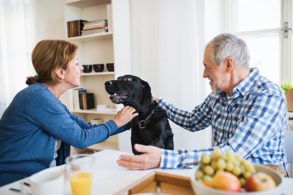 A happy senior couple with a pet dog sitting at the table at home, having breakfast.