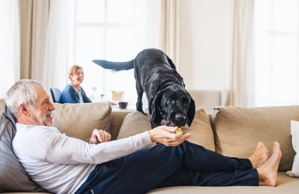 A happy senior couple indoors with a black pet dog at home, having good time.