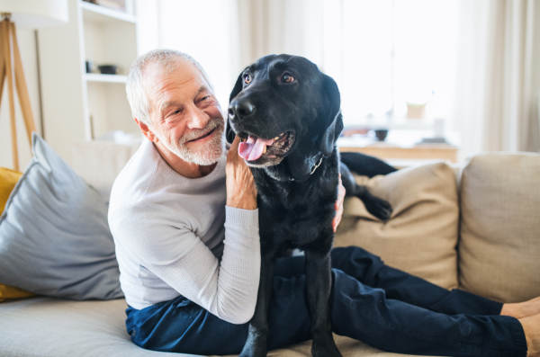 A happy senior man sitting on a sofa indoors at home, playing with a pet dog.