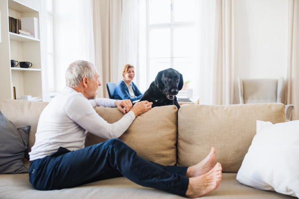 A happy senior couple indoors with a black pet dog at home, having good time.