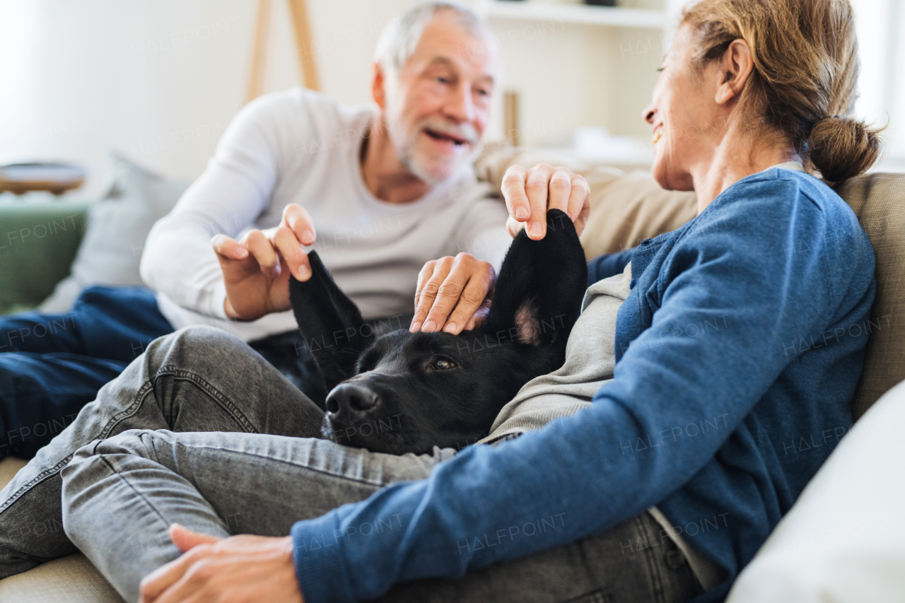 A happy senior couple sitting on a sofa indoors at home, playing with a dog and having fun.