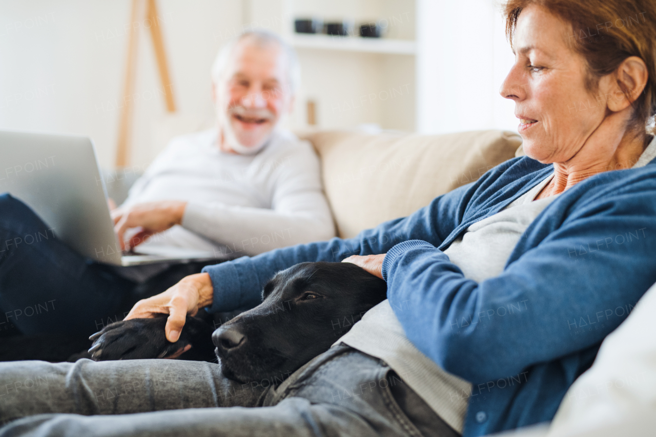 A happy senior couple with laptop and a pet dog sitting on a sofa indoors at home.