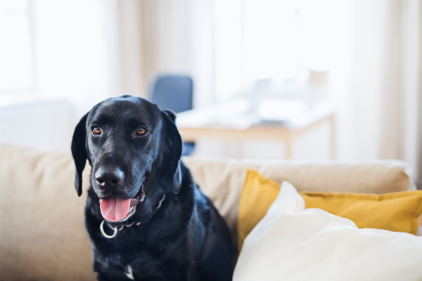 A black dog sitting on a sofa at home. Copy space.