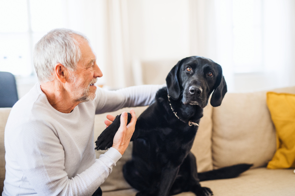 A happy senior man playing with a black pet dog indoors at home.