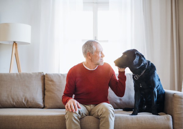 A senior man sitting on a sofa indoors at home, looking at a pet dog.