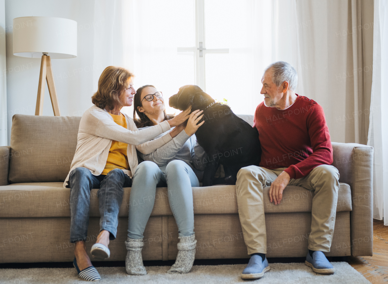 A senior couple with a teenage girl sitting on a sofa with pet dog at home.