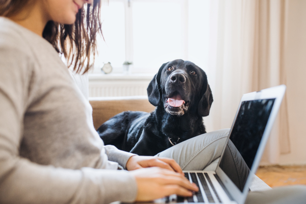 A midsection of unrecognizable teenage girl with a dog sitting on a sofa indoors, working on a laptop.