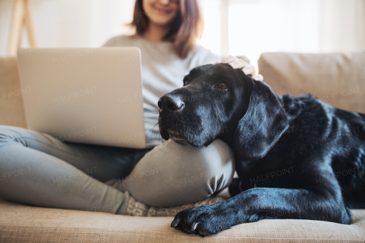 A midsection of unrecognizable teenage girl with a dog sitting on a sofa indoors, working on a laptop.