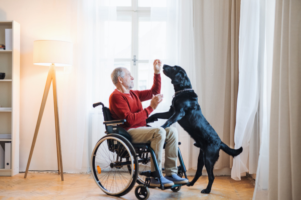 A disabled senior man in wheelchair indoors playing with a pet dog at home. Copy space.