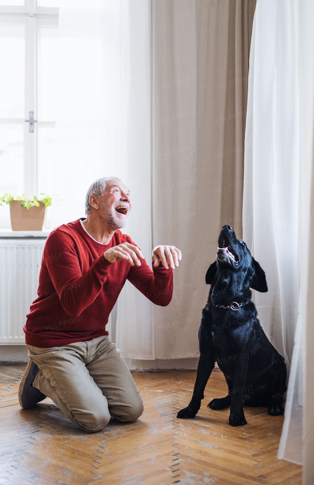 A cheerful senior man indoors with a pet dog at home, having fun.