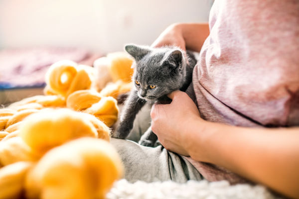 Small business of a young woman. Unrecognizable young woman with a kitten hand-knitting a wollen blanket.