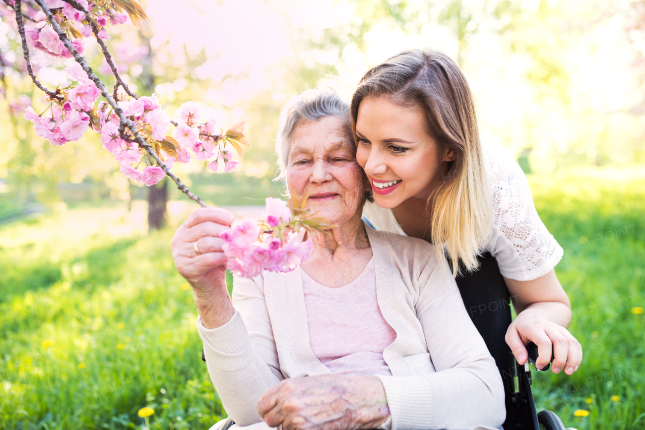 Elderly grandmother in wheelchair with an adult granddaughter outside in spring nature.