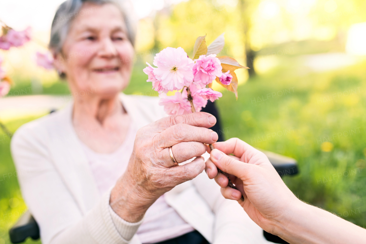 Elderly grandmother in wheelchair with an unrecognizable granddaughter outside in spring nature.