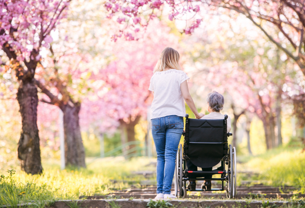 Elderly grandmother in wheelchair with an adult granddaughter outside in spring nature. Rear view.