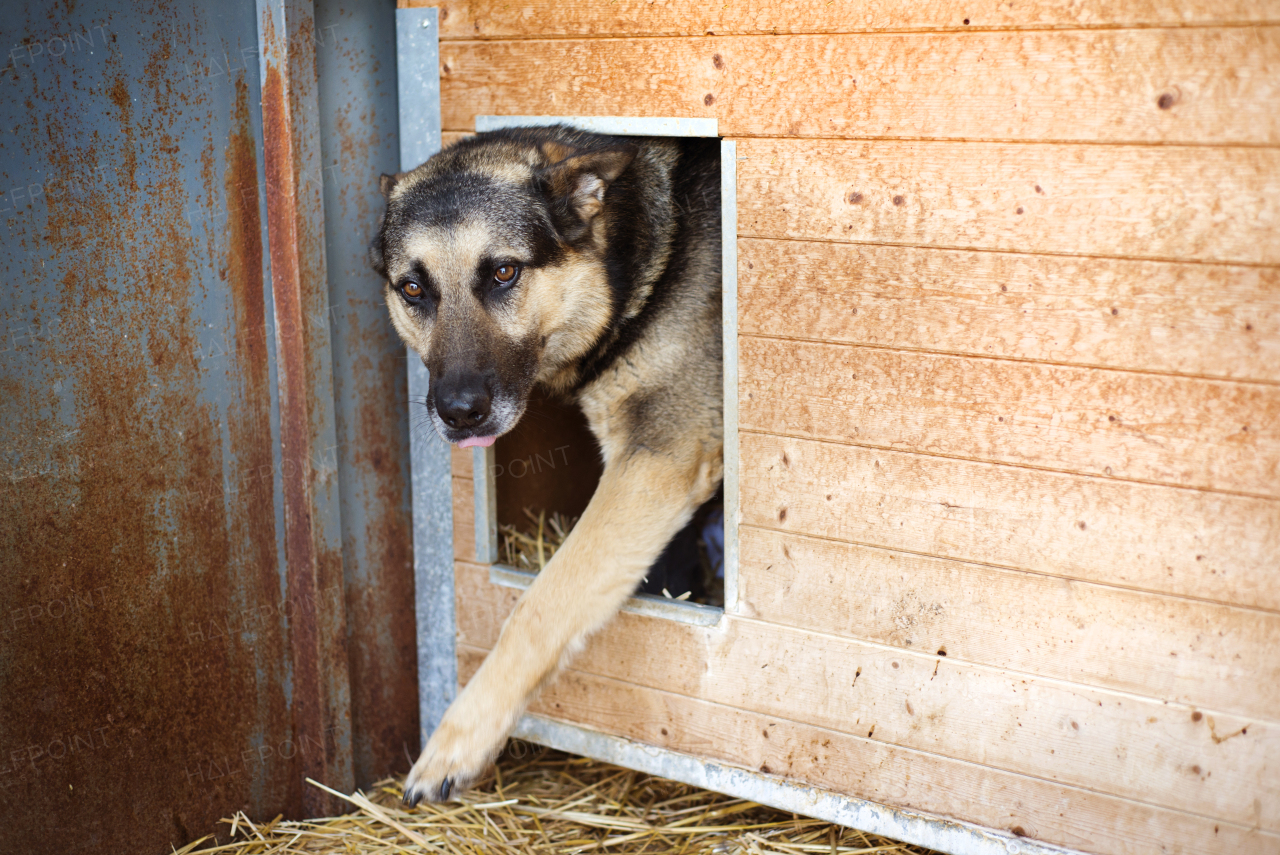 Dog in the animal shetler waiting to be adopted.