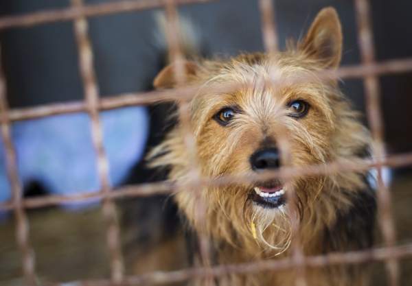 Dog in the animal shetler waiting to be adopted.