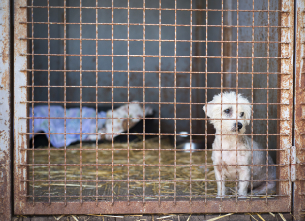 Dog in the animal shetler waiting to be adopted.