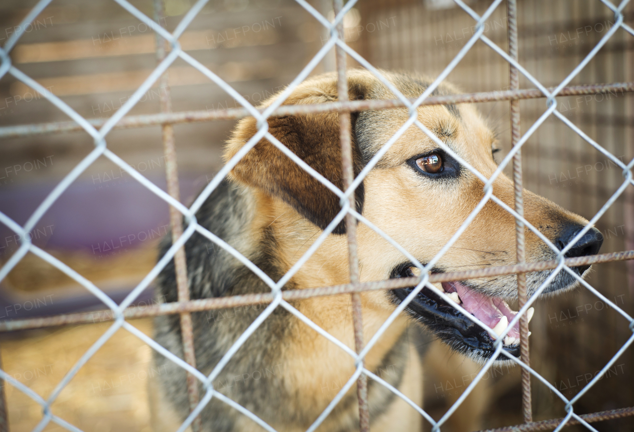 Dog in the animal shetler waiting to be adopted.