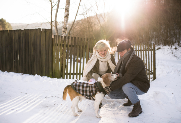 Beautiful senior woman and man on a walk with their dog in sunny winter nature.