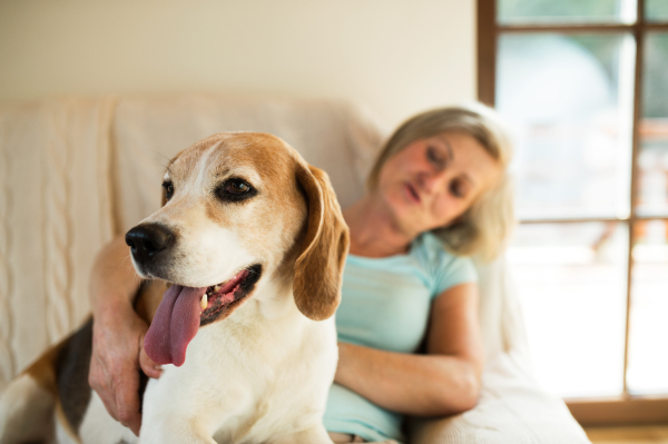 Beautiful senior woman with her dog at home sitting on couch, relaxing