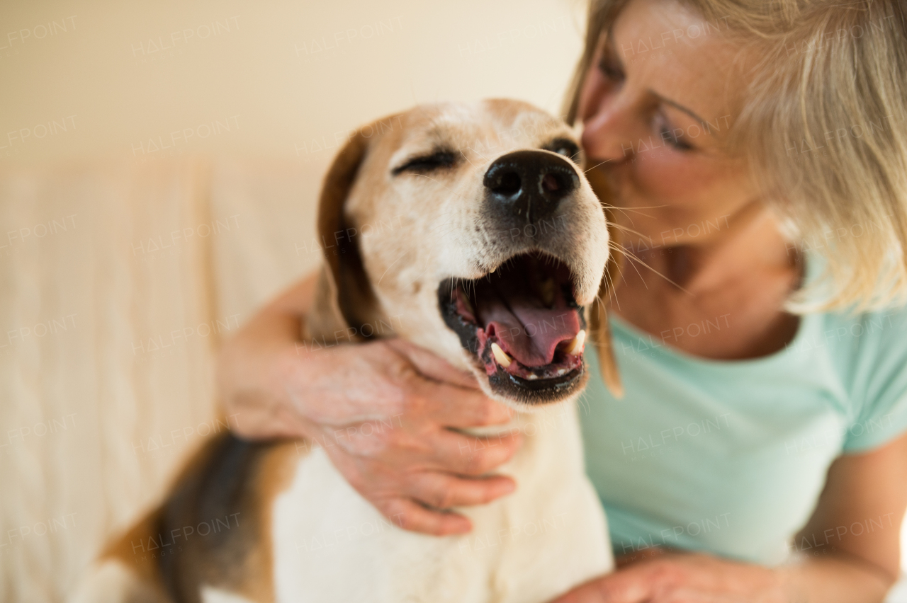 Beautiful senior woman with her dog at home sitting on couch, relaxing, giving him a kiss