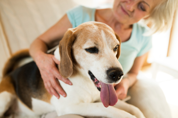 Beautiful senior woman with her dog at home sitting on couch, relaxing