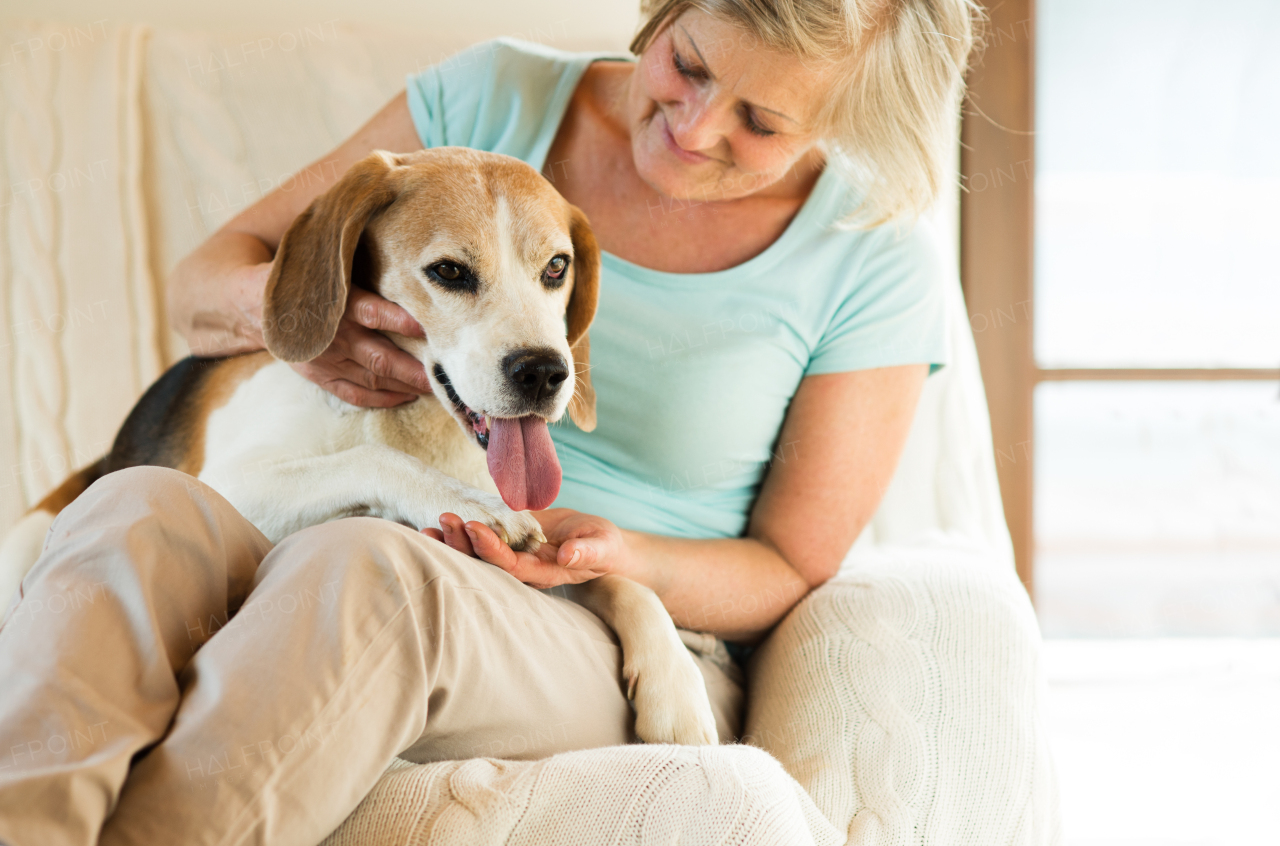 Beautiful senior woman with her dog at home sitting on couch, relaxing