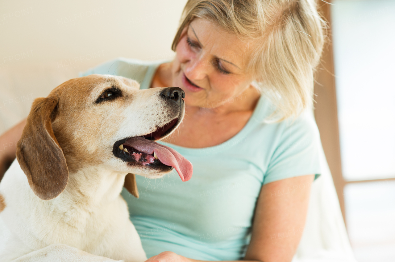 Beautiful senior woman with her dog at home sitting on couch, relaxing