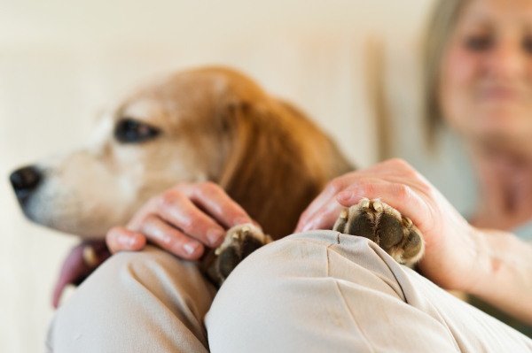 Unrecognizable senior woman with her dog at home sitting on couch, relaxing. Close up of hands and paws.