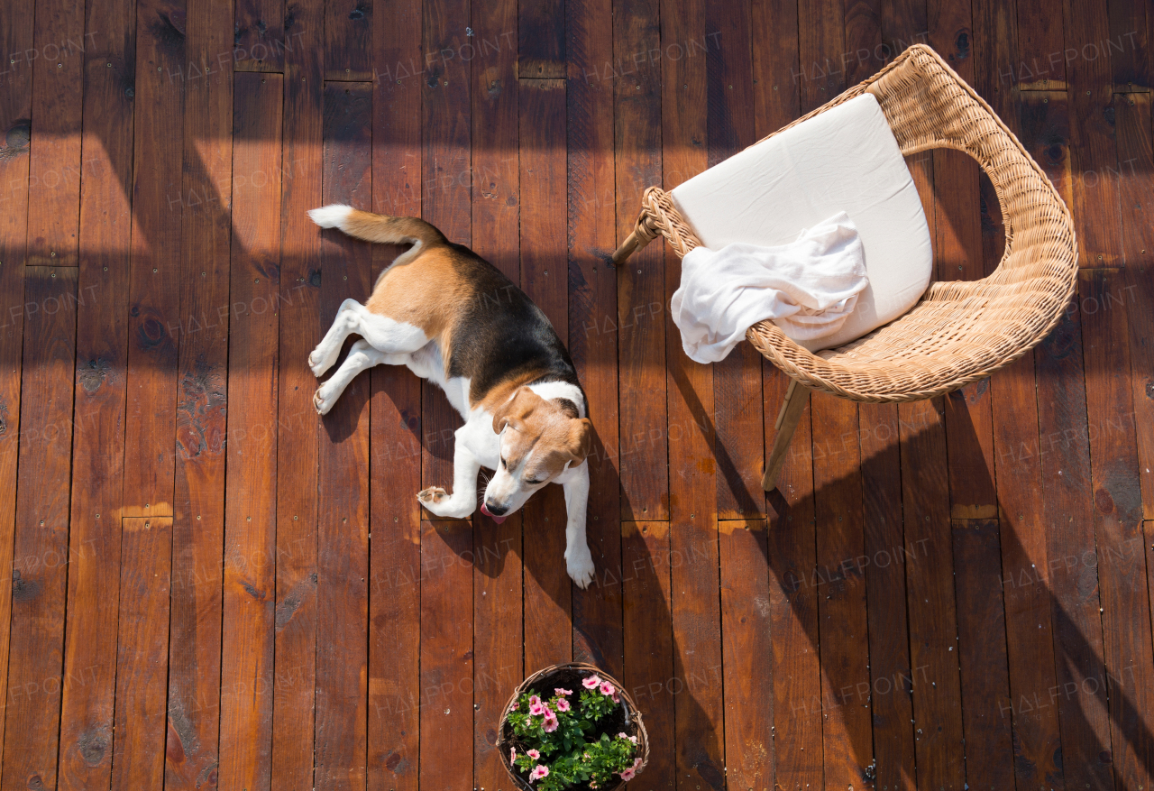 Dog lying on wooden terrace. Rattan chair and flower pot. High angle view.