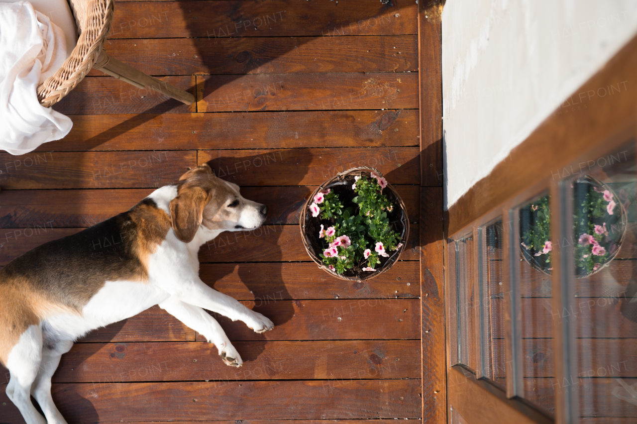 Dog lying on wooden terrace. Rattan chair and flower pot. High angle view.