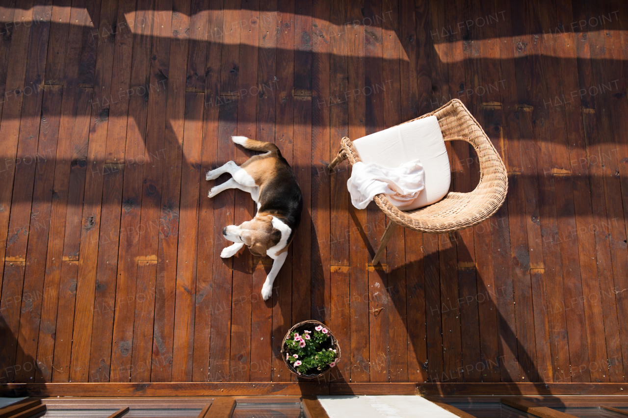 Dog lying on wooden terrace. Rattan chair and flower pot. High angle view.