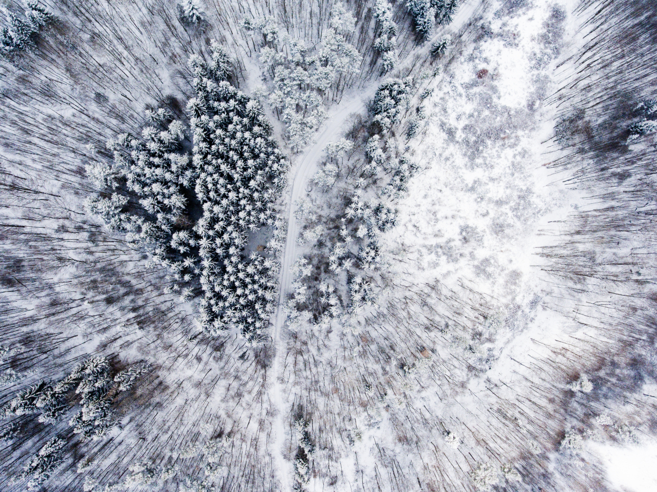 Aerial view of trees covered by snow in forest in winter.