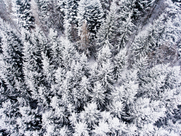 Aerial view of trees covered by snow in coniferous forest in winter.