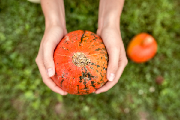 Hands of unrecognizable woman holding orange pumpkin against green lawn. Sunny autumn nature.