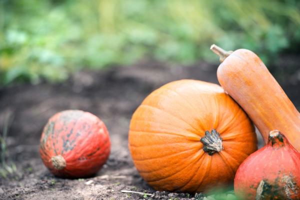 Various orange pumpkins laid on the ground. Sunny autumn nature.