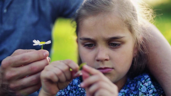 A close-up of a small girl with her unrecognizable father picking petals off a flower in spring nature. Slow motion.