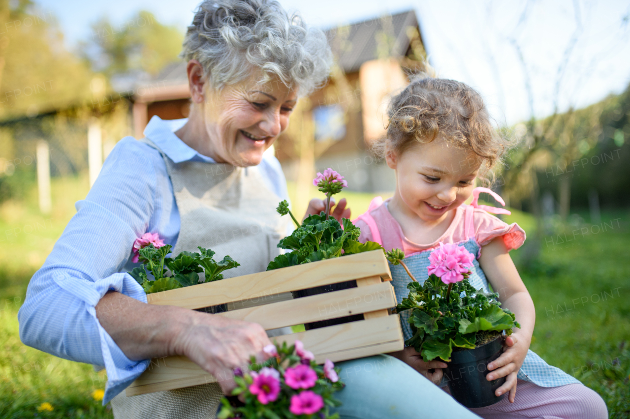 Happy senior grandmother with small granddaughter gardening outdoors in summer, sitting.