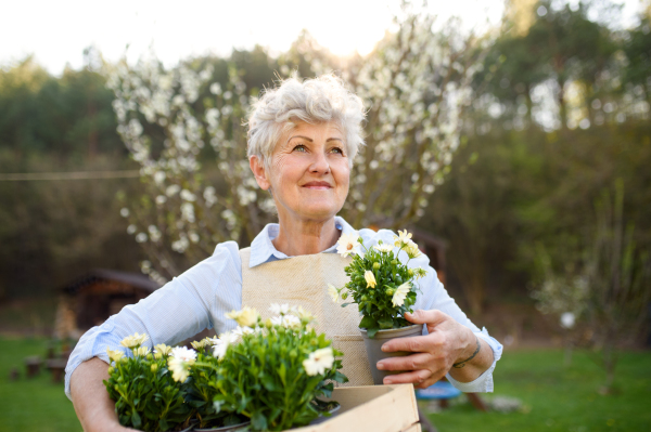 Portrait of senior woman gardening in summer, holding flowering plants.