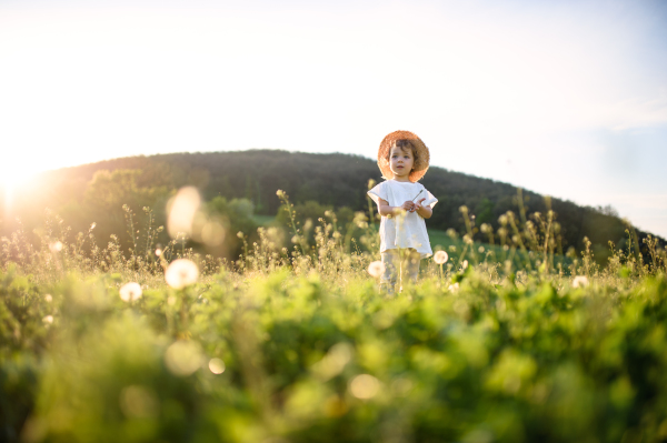 Portrait of small toddler girl standing on meadow outdoors in summer. Copy space.