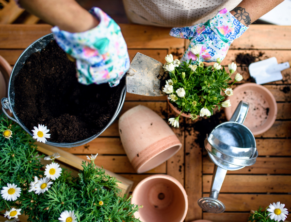 Top view of unrecognizable woman gardening on balcony in summer, planting flowering plants.