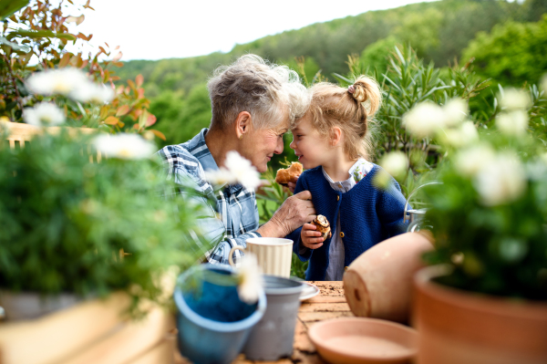 Senior grandmother with small granddaughter gardening on balcony in summer, eating snack.