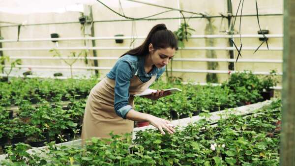 Young woman gardener working in a large greenhouse with pots of seedlings and plants.