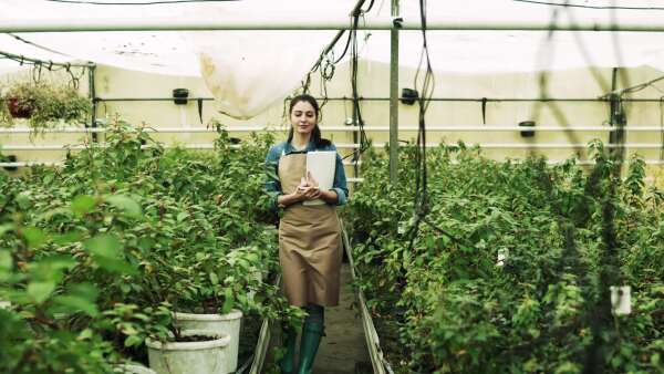 Young woman gardener working in a large greenhouse with pots of seedlings and plants, walking.